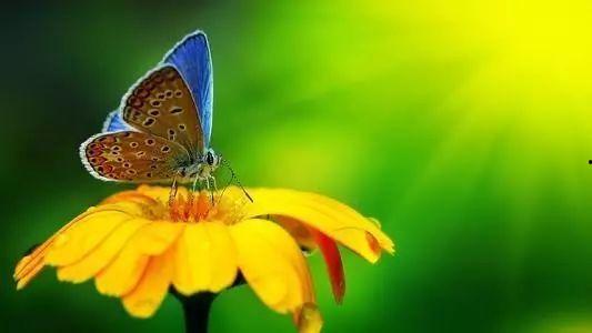 国产采精蝴蝶视频在线,探寻自然之美与生态平衡的和谐画卷